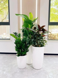 鄞州植物租赁，为您的空间增添一抹生机与绿意